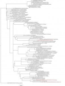 Figure 4. Zika virus tree created using sequences sampled since 2013 (available on NextStrain [http://nextstrain.org/zika/]).