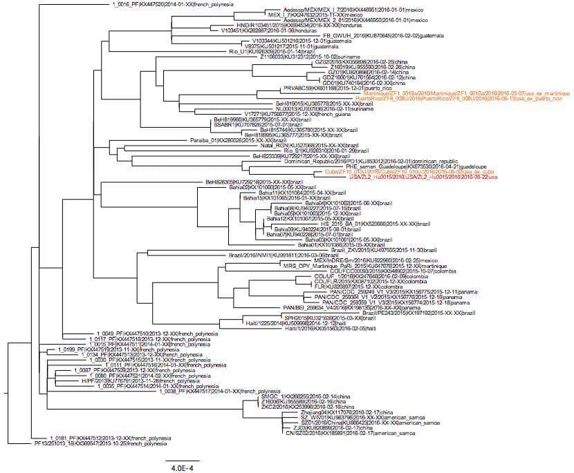 Figure 4. Zika virus tree created using sequences sampled since 2013. Orange indicates sequences from travel-related infections, red indicates the sequence from the Zika virus infection that occurred in Florida.
