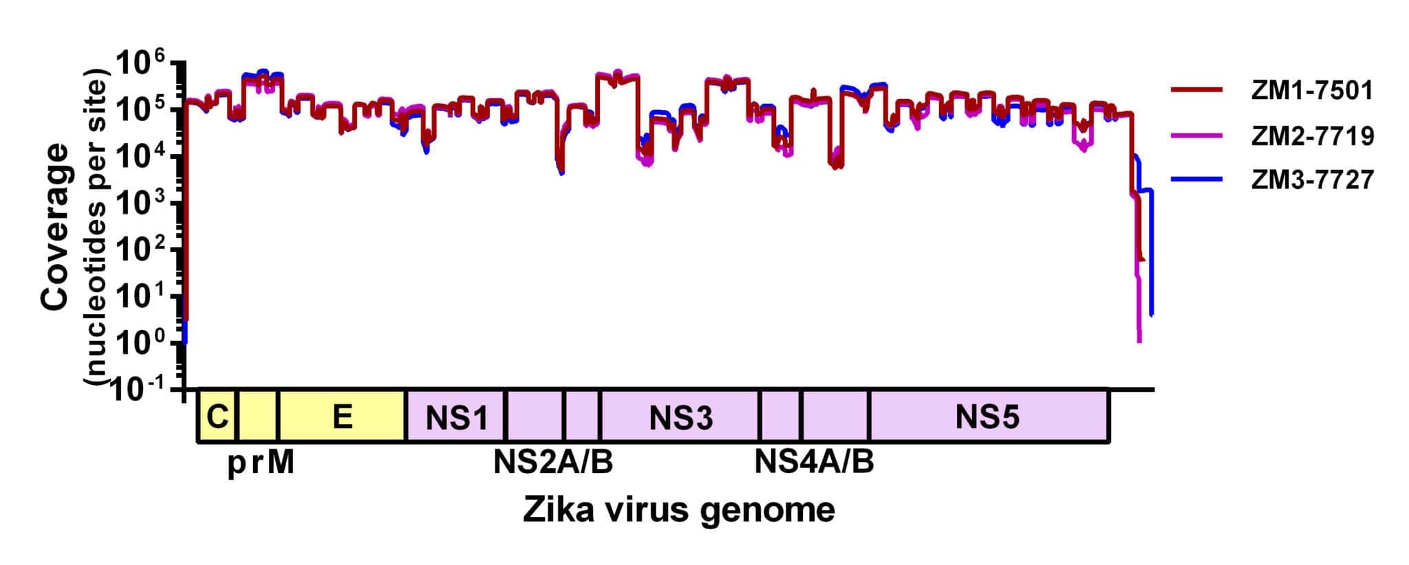 MiSeq protocol for Zika virus sequencing