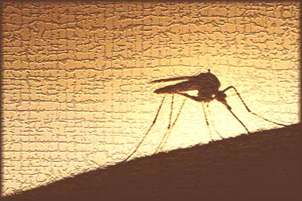 Zika sequences from Miami mosquitoes