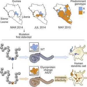 Ebola paper in Cell