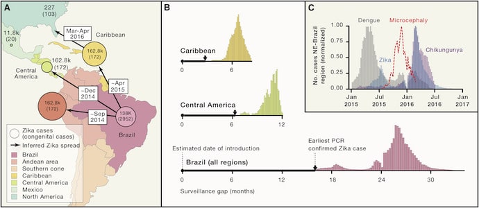 Zika genomics commentary in Cell